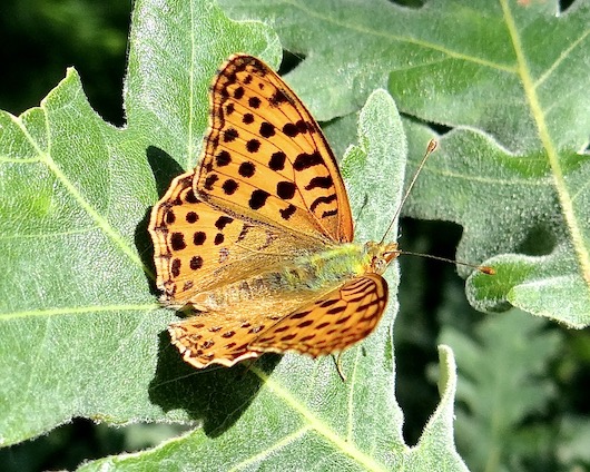 Queen of Spain fritillary
